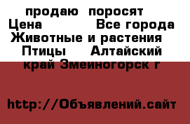 продаю  поросят  › Цена ­ 1 000 - Все города Животные и растения » Птицы   . Алтайский край,Змеиногорск г.